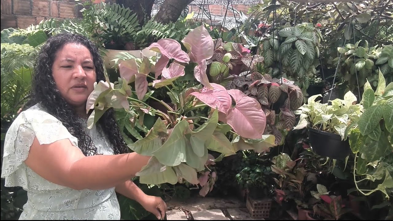 REPLANTANDO SINGONIOS ROSA E MONSTERA ADANSONI E PASSANDO MUITO MAL TAMBÉM 