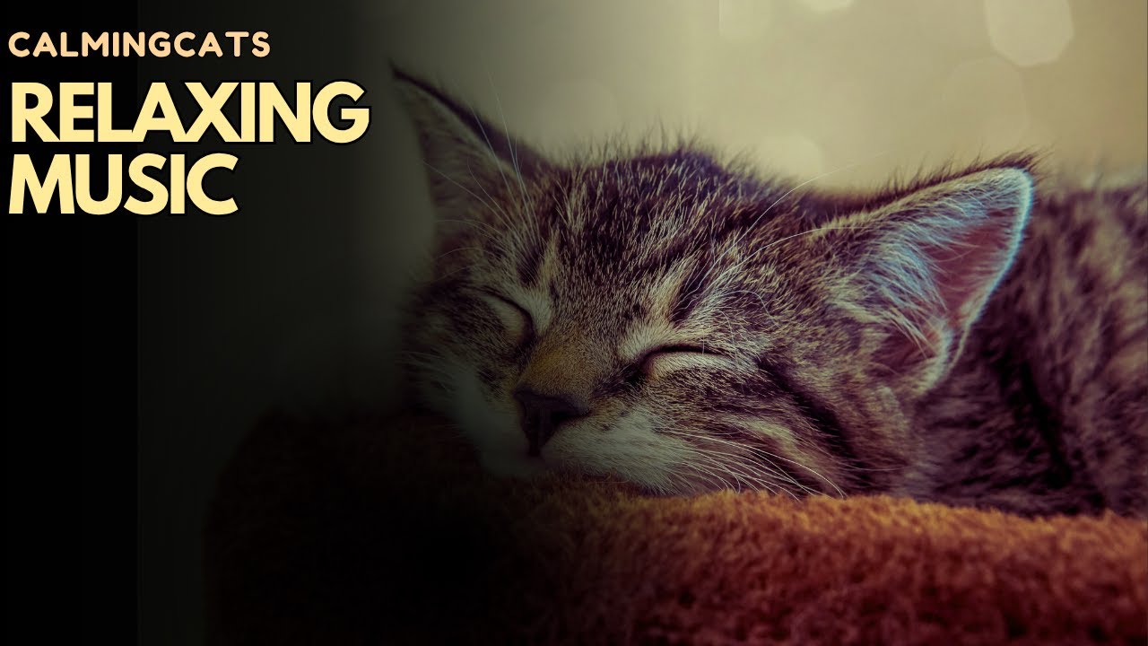 Music for Cats Home Alone