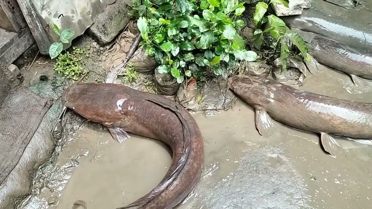 বিশাল বিশাল মাগুড় মাছA huge giant fish