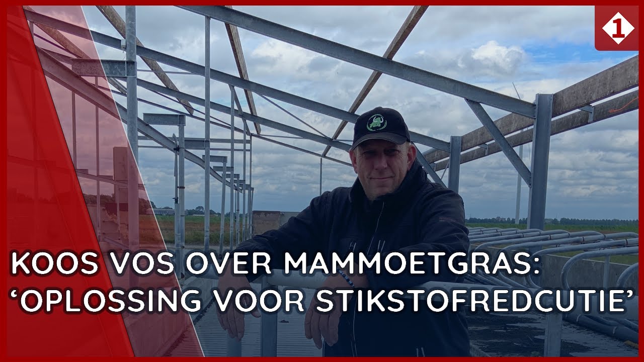 Stallen van Koos Vos maken plaats voor productie van Mammoetgras
