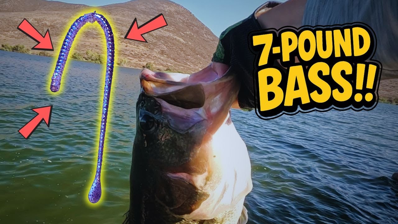 7-Pound Bass! Neko Rig is not just for average sized fish – Issei Spatula Slim