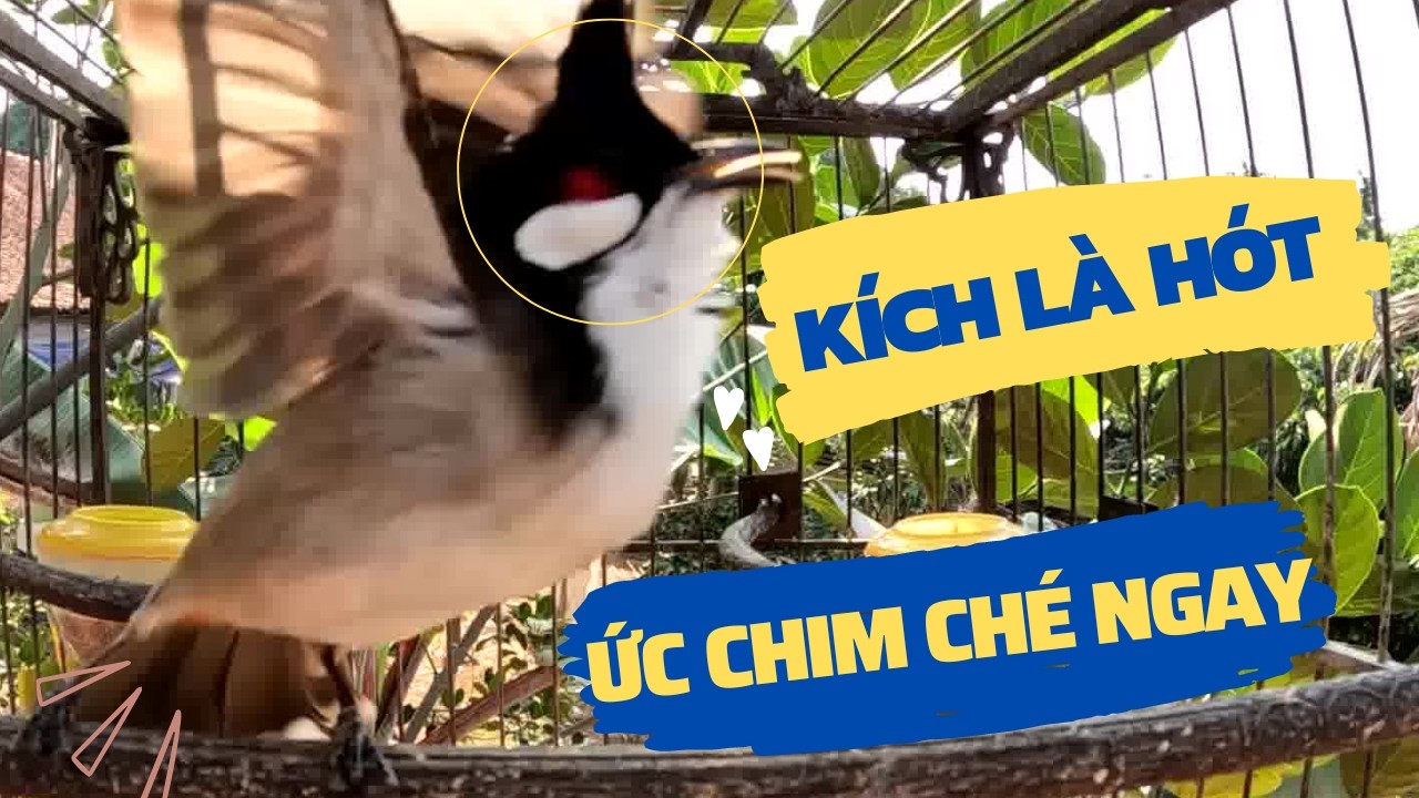 chào mào hót sáng kích bổi - luyện giọng hay ép bổi sổ bọng và căng lửa - chào mào hót đấu