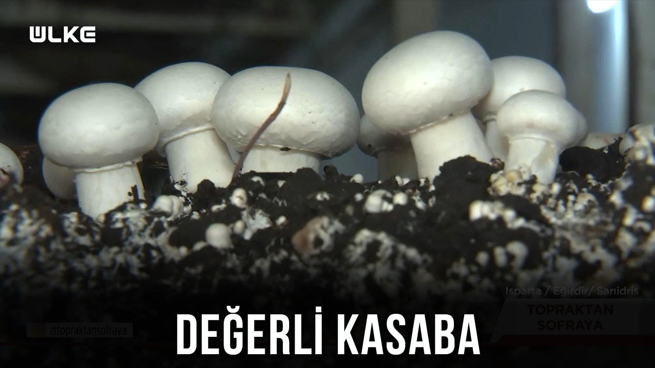 Burada Tonlarca Mantar Üretiyoruz😊 - Topraktan Sofraya