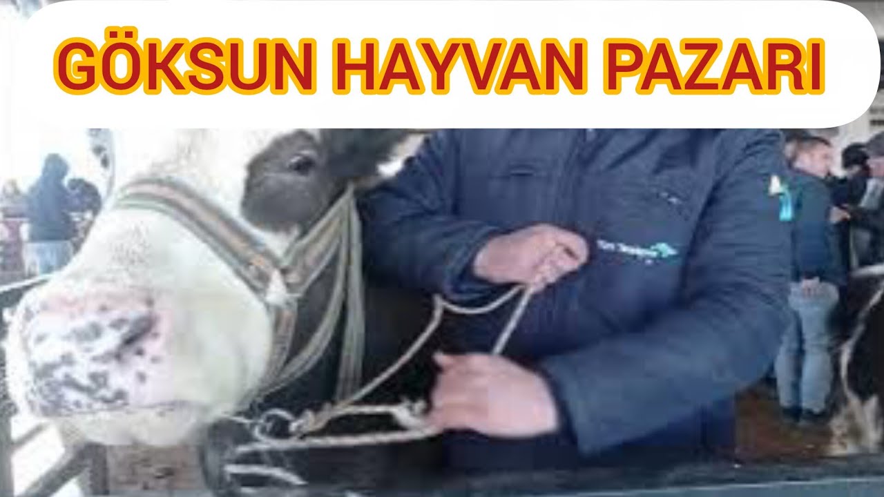 KAHRAMANMARAŞ GÖKSUN HAYVAN PAZARI 16 Aralık 2025