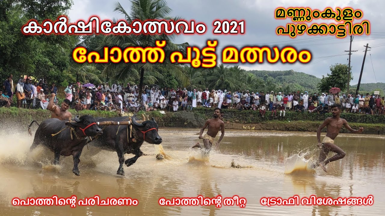 പോത്ത് പൂട്ട് മത്സരം | POTHU POOTTU | മണ്ണുംകുളം പുഴക്കാട്ടിരി | KARSHIKOLSAVAM 2021 | BUFFALO RACE