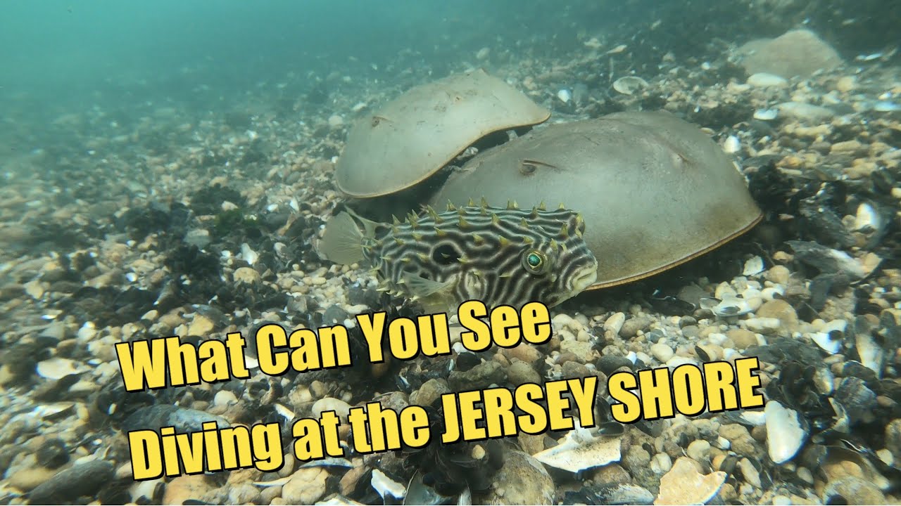 Scuba Diving at Point Pleasant Beach NJ USA - June 18, 2022