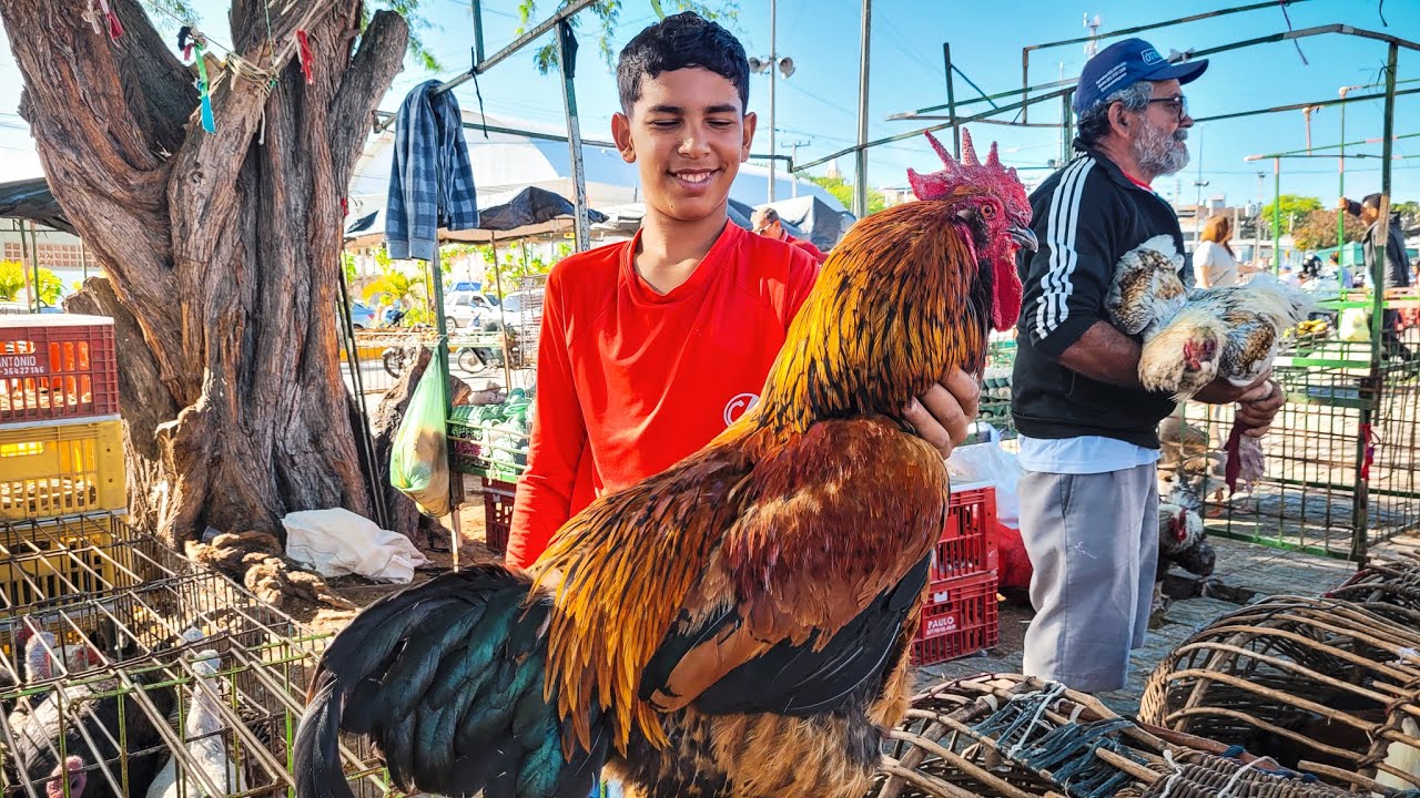 FEIRA DAS 