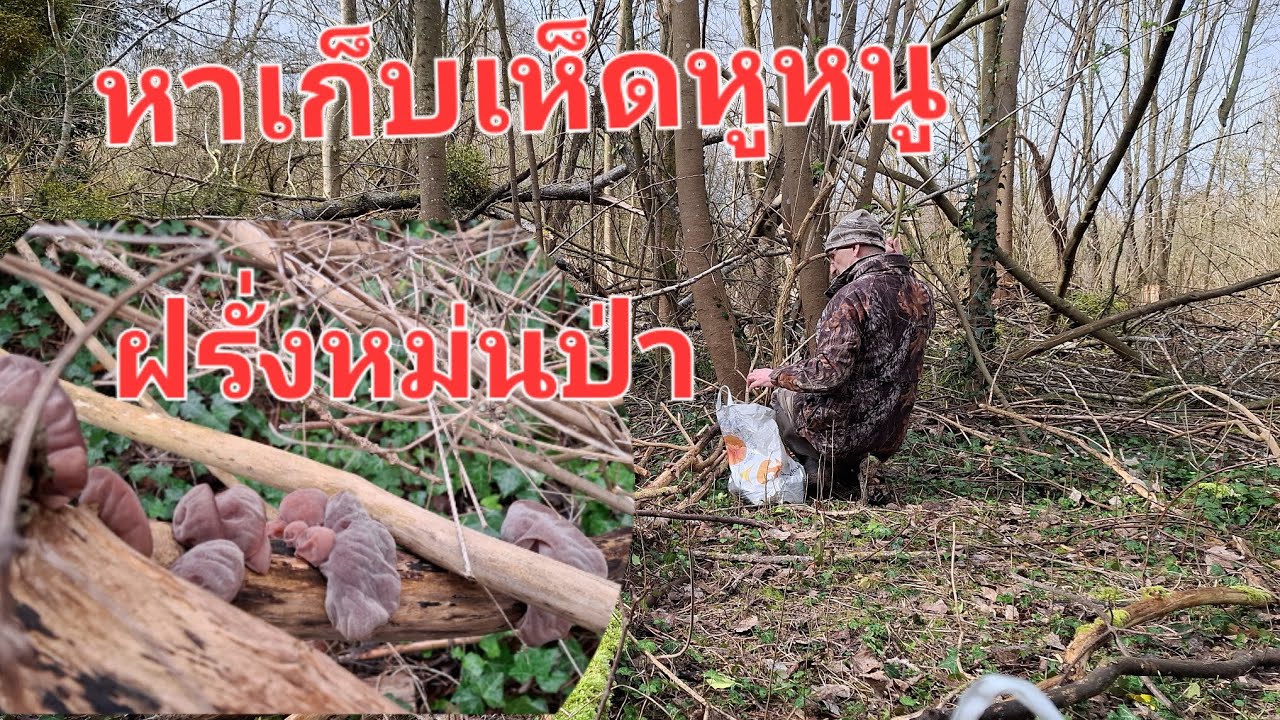 โพดโพเห็ดหูหนูสองตายายลุยป่าเก็บเห็ด