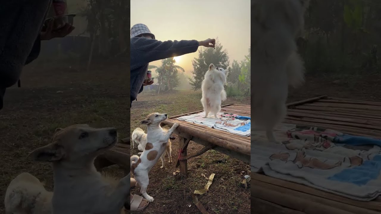 Beautiful Sunrise Live with My Cute Pets 🌅🐶🐒