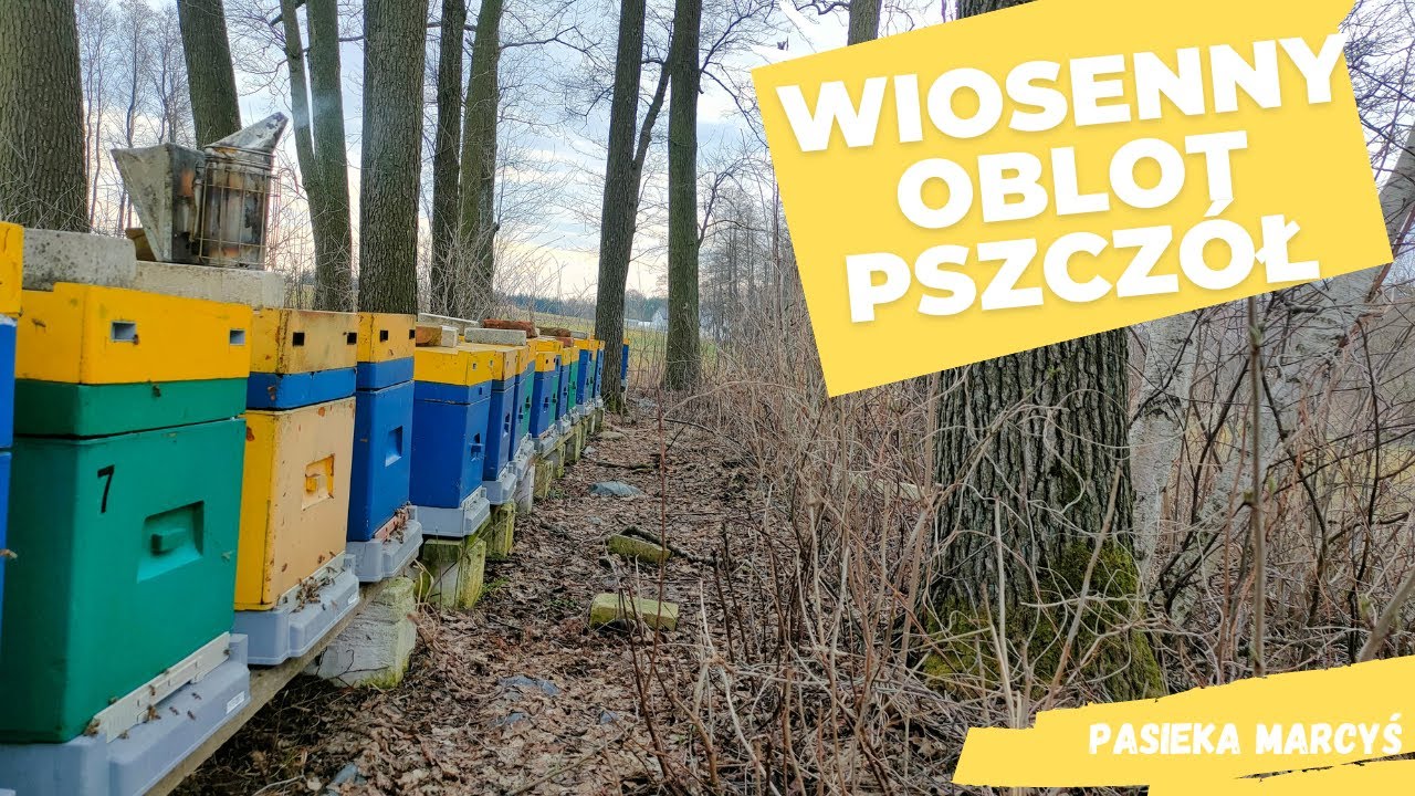 Pierwsze wiosenne prace na pasiece w 2023 roku. Projekt Gertruda #3