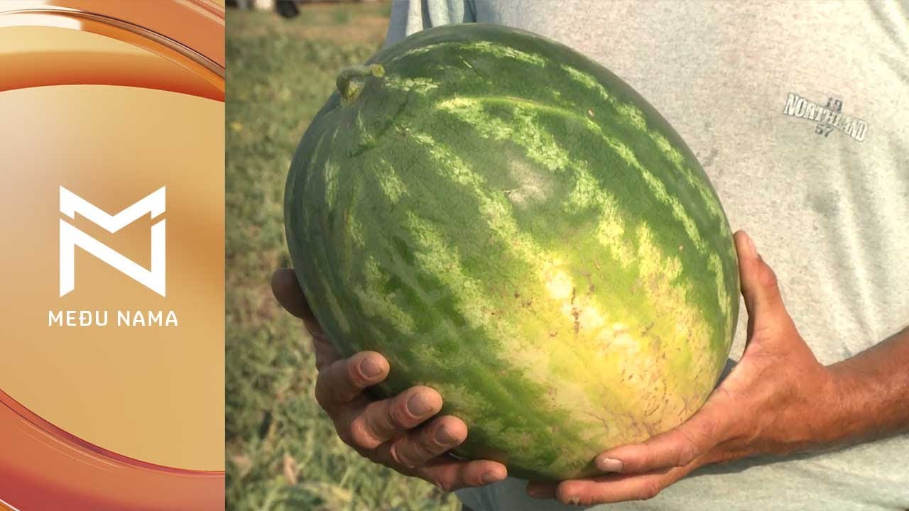 Kako odabrati najslađu LUBENICU?