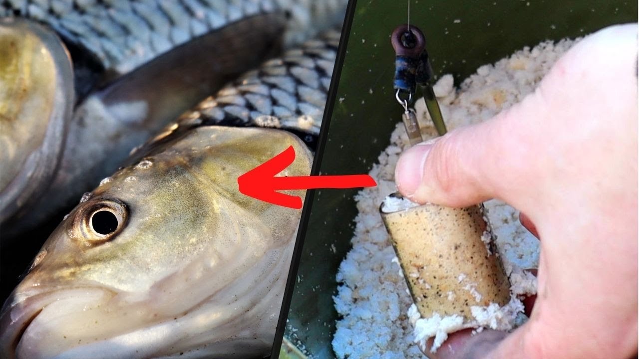 Chub Fishing on the Feeder Rod with Bread