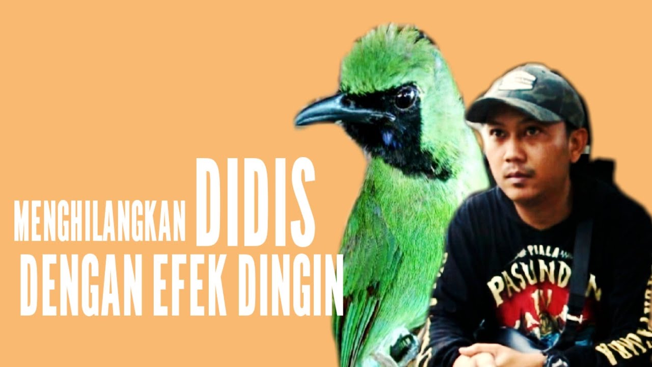 Tips Jitu || Menghilangkan Didis Dengan Efek Dingin Pada Cucak Hijau CASPER || Versi Aldo RGN