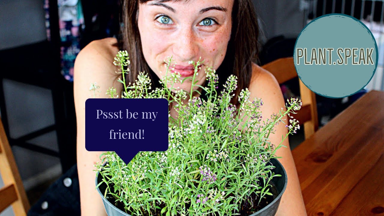 Sweet Alyssum/Lobularia Maritima/growing/planting/seeding/plant profile