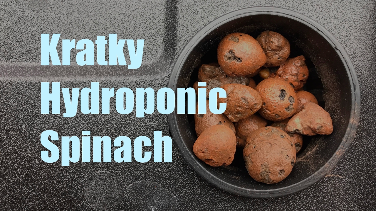 Kratky Spinach—planting directly in the hydroton Part 1