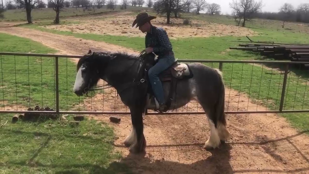 Plum Sale Video