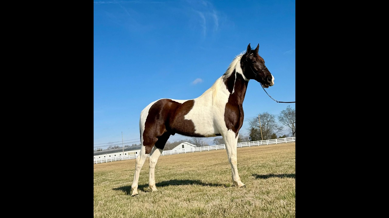 JD www.classichorseauction.com