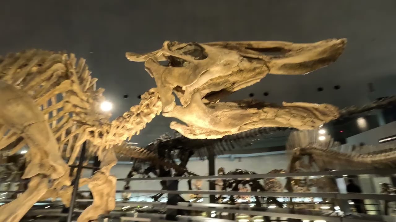 Visita al Museo Prefectural de los Dinosaurios de Fukui
