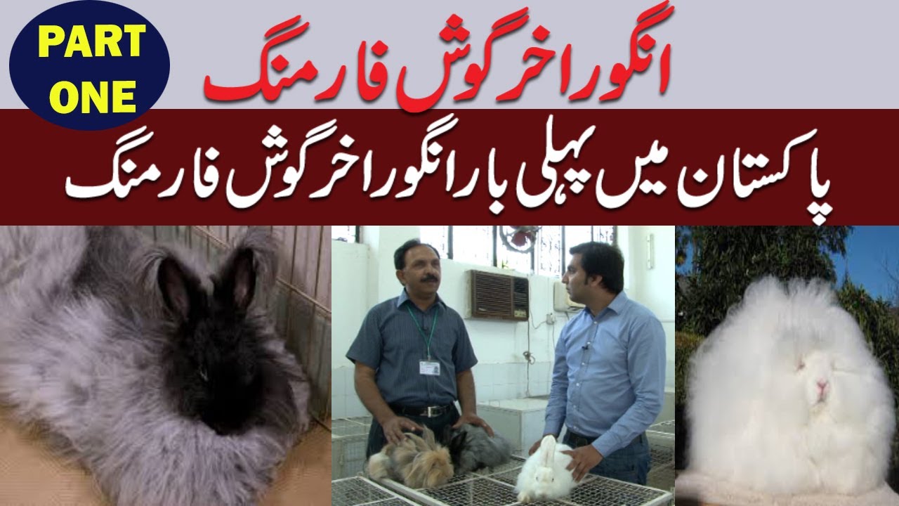 Angora Rabbit Farming in Pakistan | Angora Rabbit Farming Wool Production || Qasim Malik