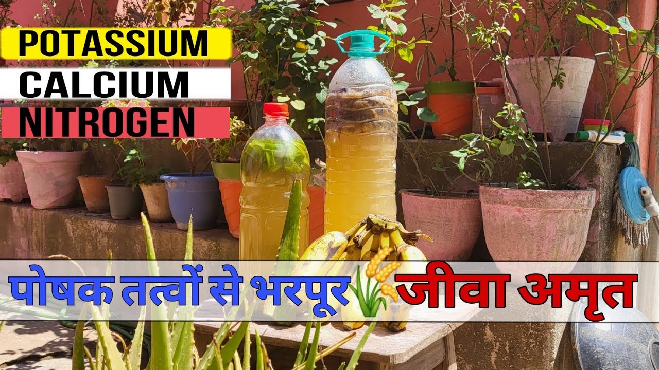 आसान तरीके से बनाना सीखे जीवाअमृत | How To made Nutritious Jeevaamrit for plants