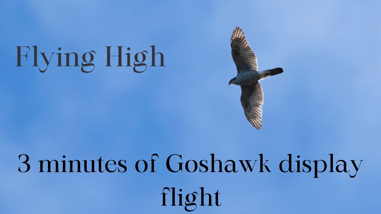 Goshawk display flight
