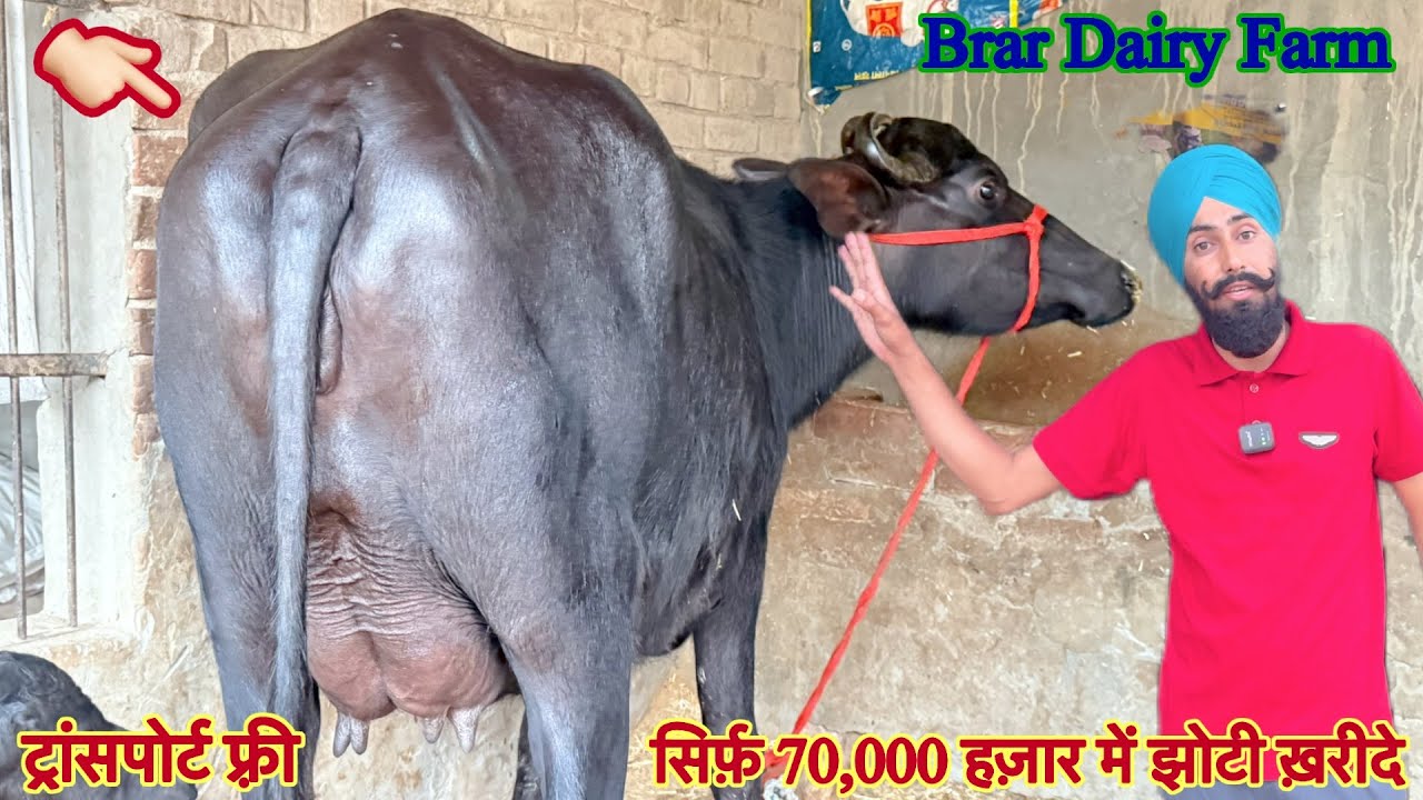 दाम सिर्फ 70,000 हजार में झोटी ✅12 से 16 लीटर दूध की झोटिया 🏆15 Buffalo For Sale 😱Brar Dairy Farm 👈🏻