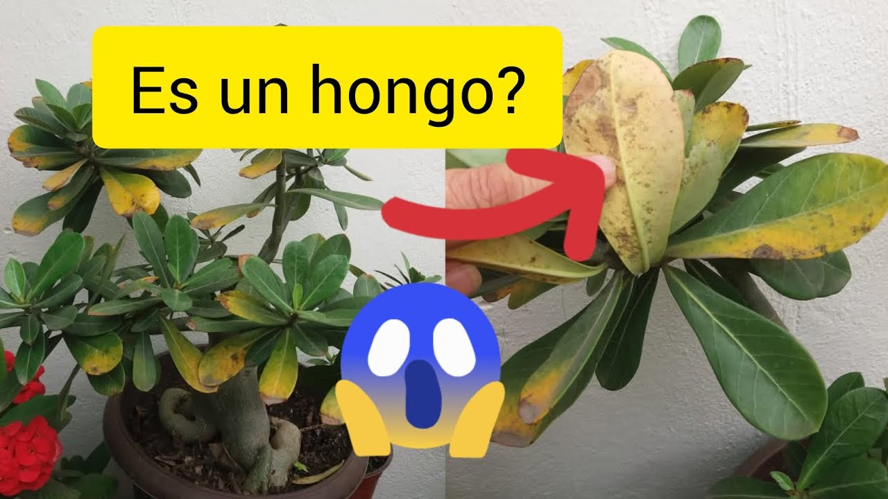 ¿PORQUE se le ponen LAS HOJAS amarillas a mi FLOR DEL DESIERTO?