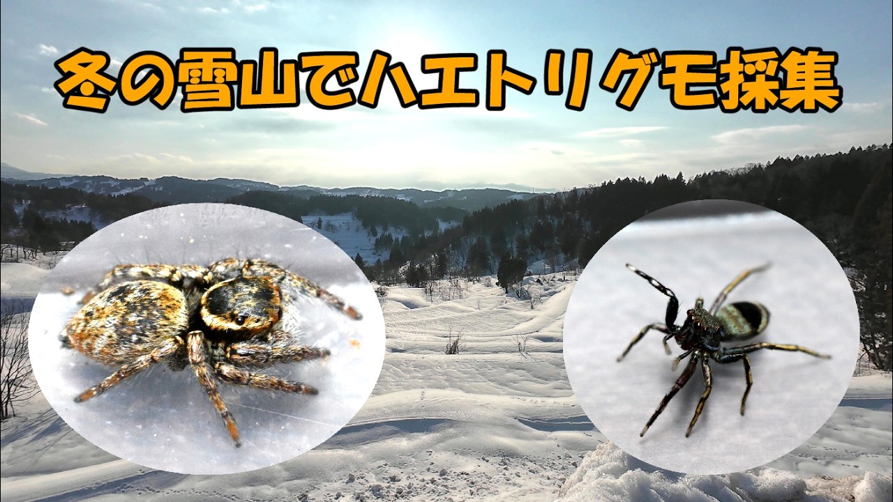 冬のハエトリグモ採集　マダラスジハエトリを探す旅