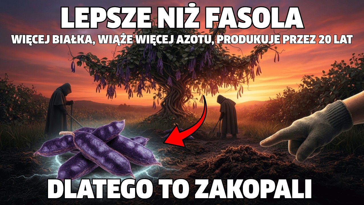 Lepsze niż fasola. Więcej białka, wiąże więcej azotu, produkuje się od 20 lat.