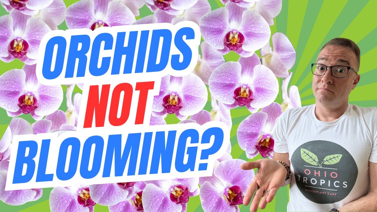 Why Your Orchids Aren't Blooming: The Short Truth