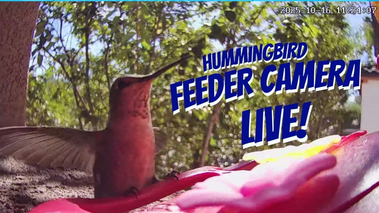 ⛰️San Diego California Hummingbird Live Cam: Tiny Wings & Relaxing Nature ASMR 🕊️