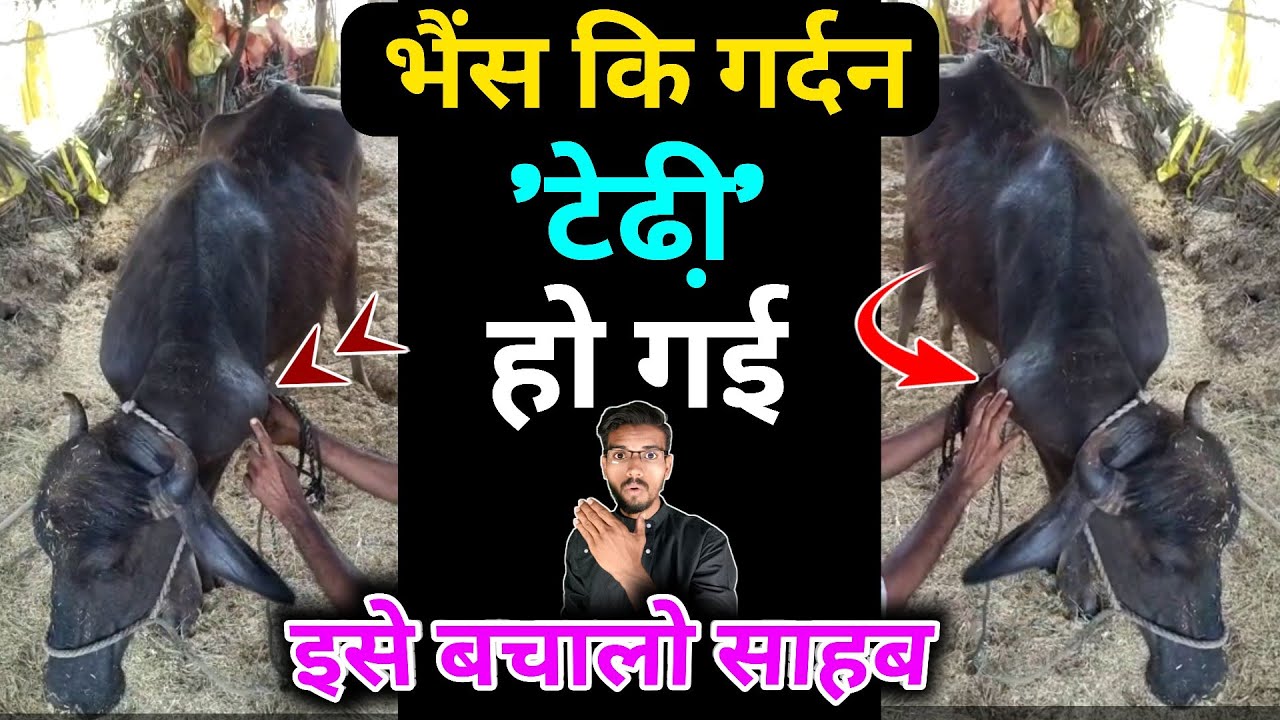 पशुओं में टेढ़ी गर्दन का इलाज|| pashu ki tedy gardan ka ilaj ||