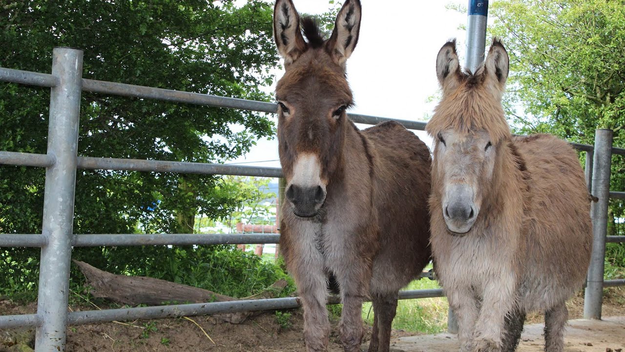 Training the nervous or abused donkey | The Donkey Sanctuary Webinars
