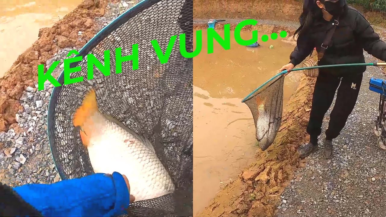 KHAI TRƯƠNG HỒ CHÉP 961 - CÂU CÁ CHÉP MÙA CÁ ĐẺ , ĐÈ NHIỀU HƠN ĂN - PHÚC HÀ FISHING