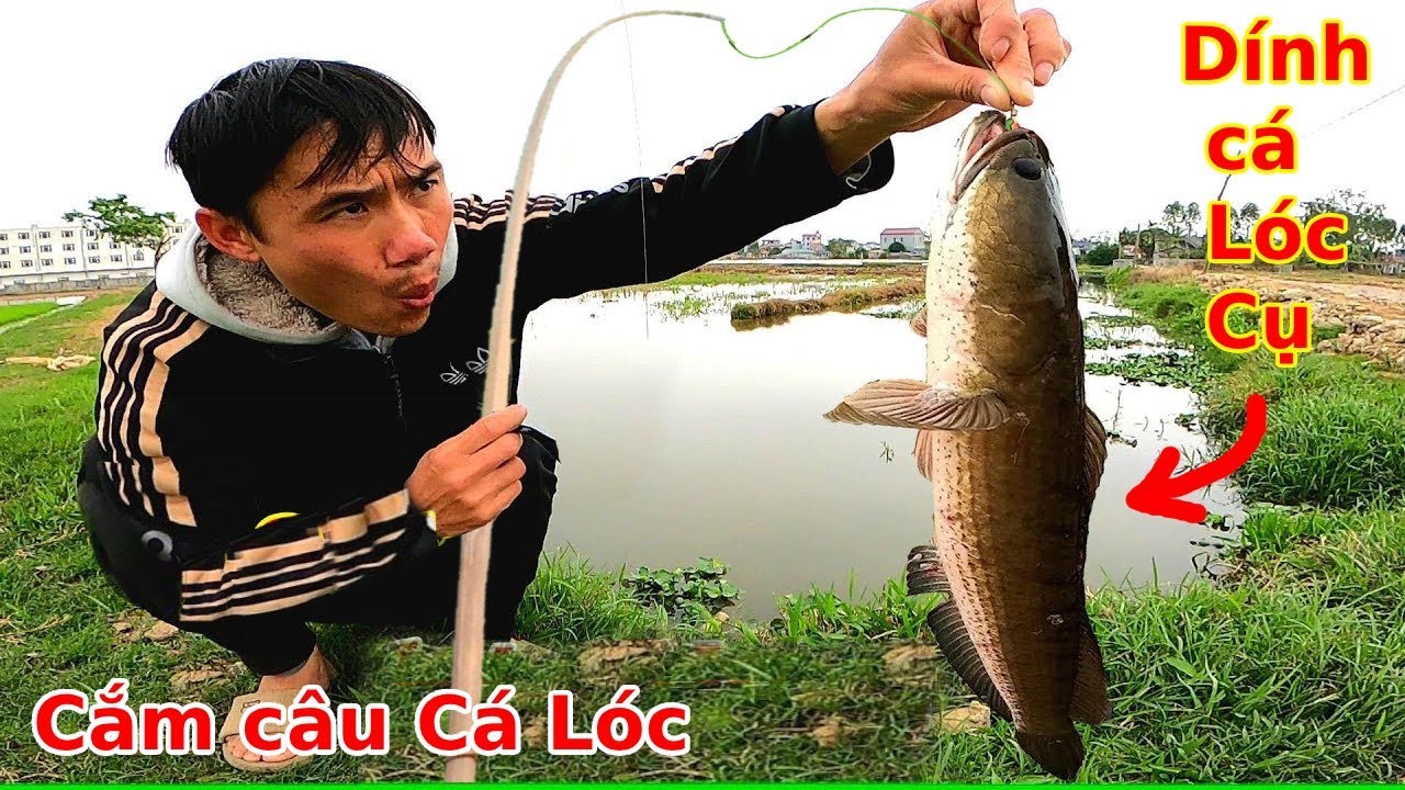 Lần đầu đi cắm Câu Cá Lóc mà dính con này, quá bất ngờ