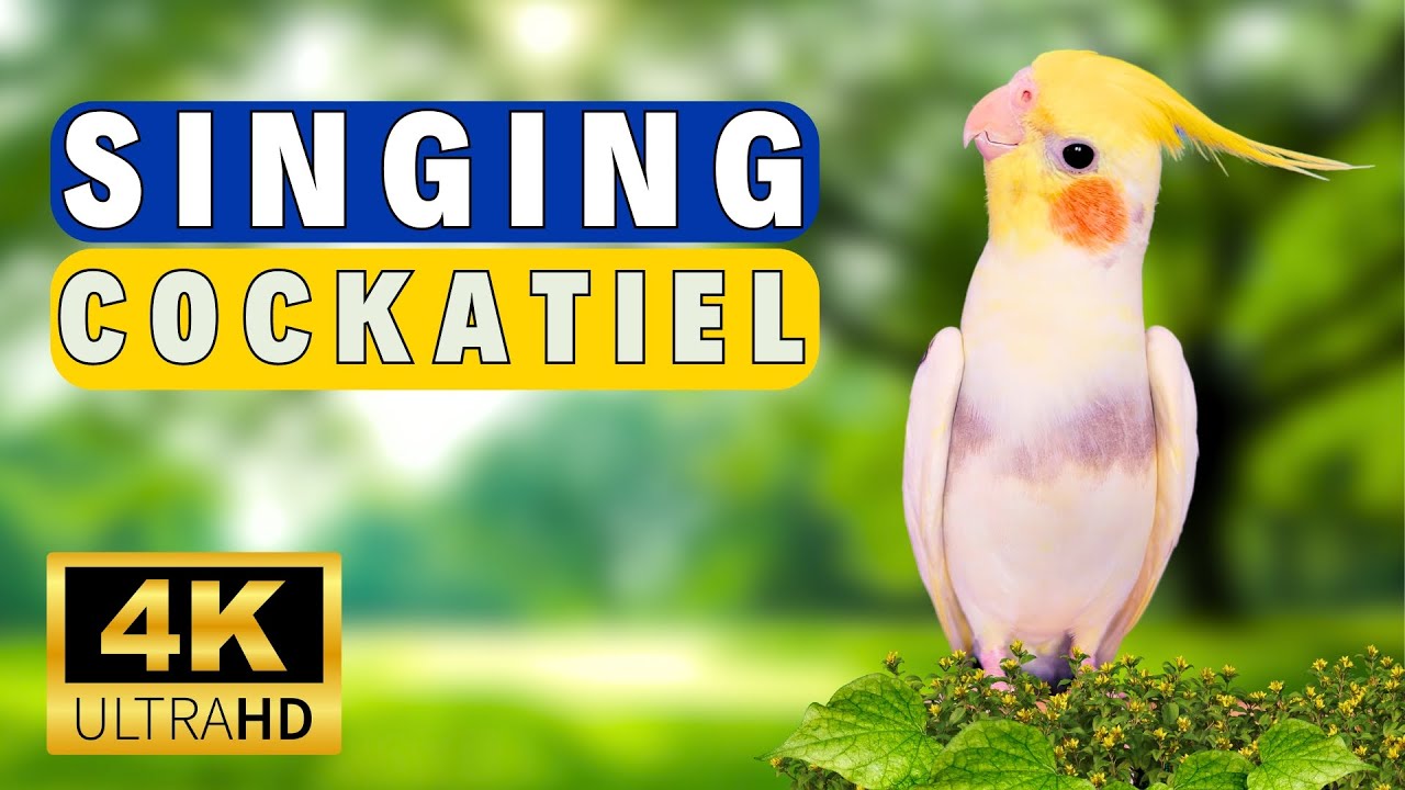 This will make your cockatiel sing 🌿| Best cockatiel singing