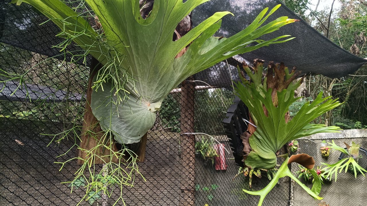 Como Platydeias cultiva Platycerium Superbum
