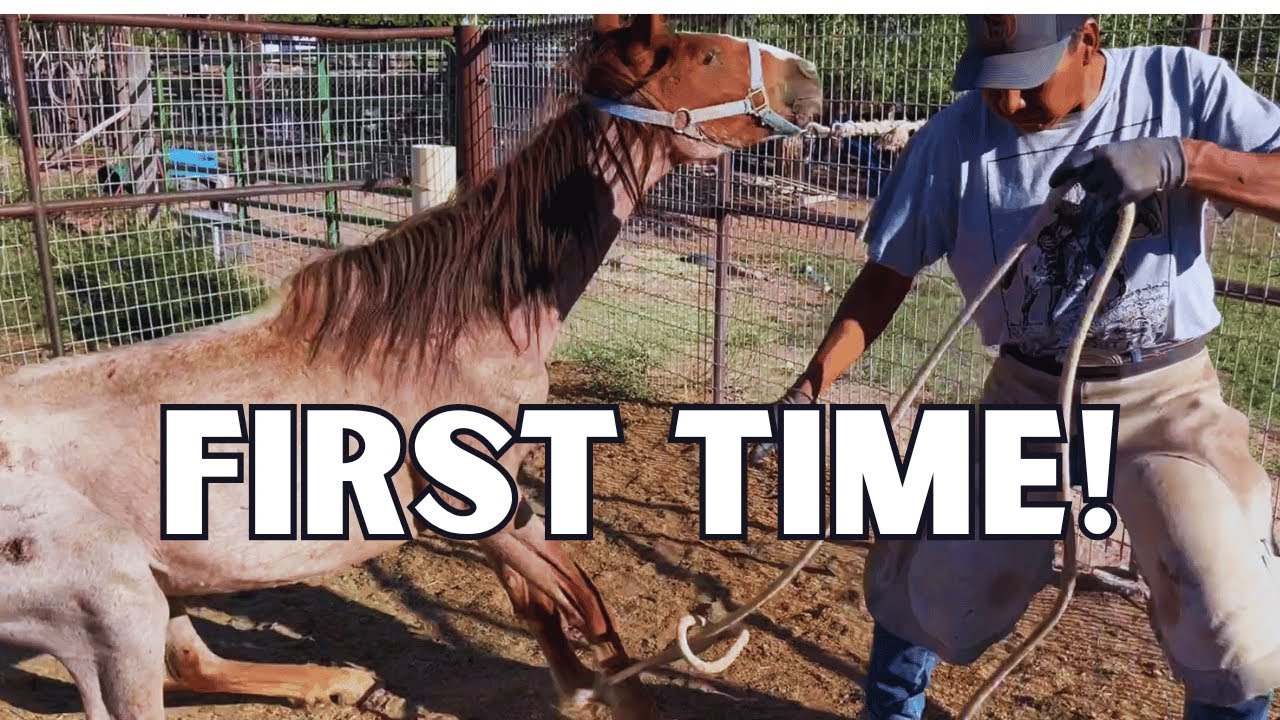 Horse's First Trim and Our Farrier Does This!