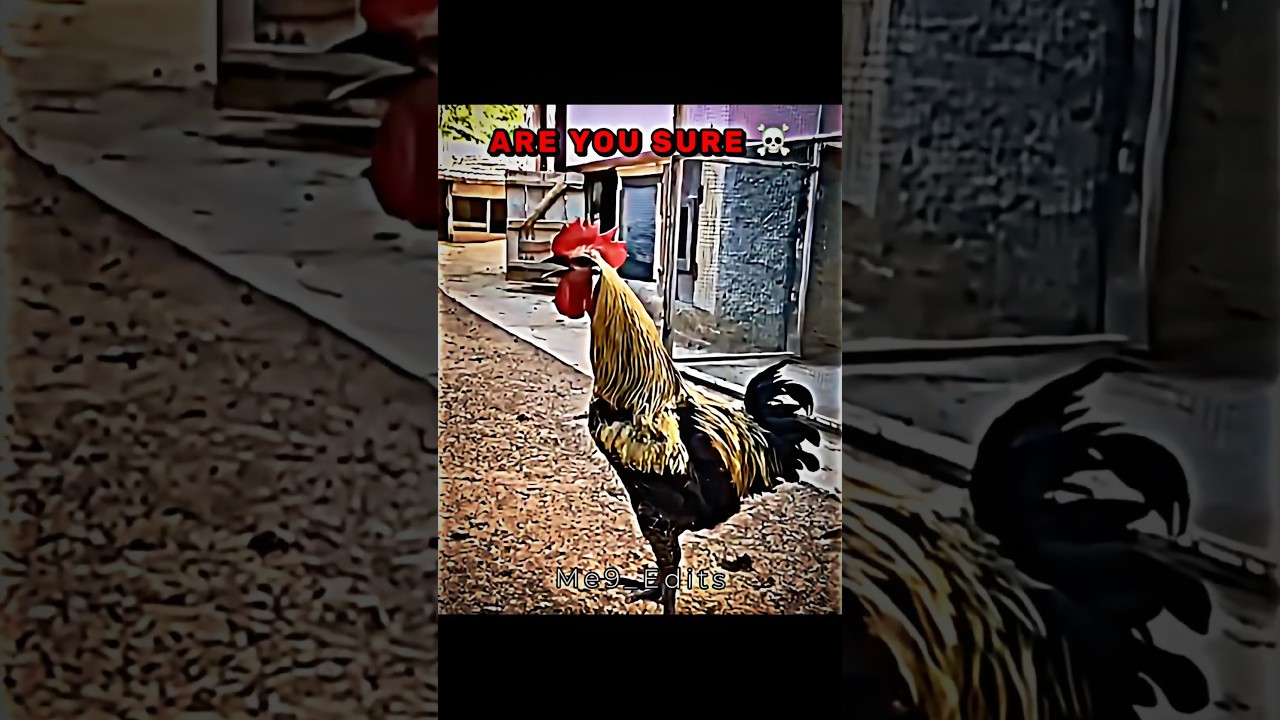 Best Rooster ☠️ #trollface