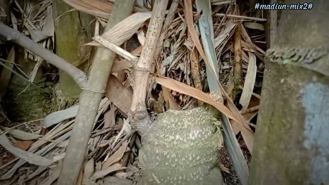 Viral❗didua kab,magetan-madiun,Pring cagak radio judulnya‼️bila Nemu ambilah