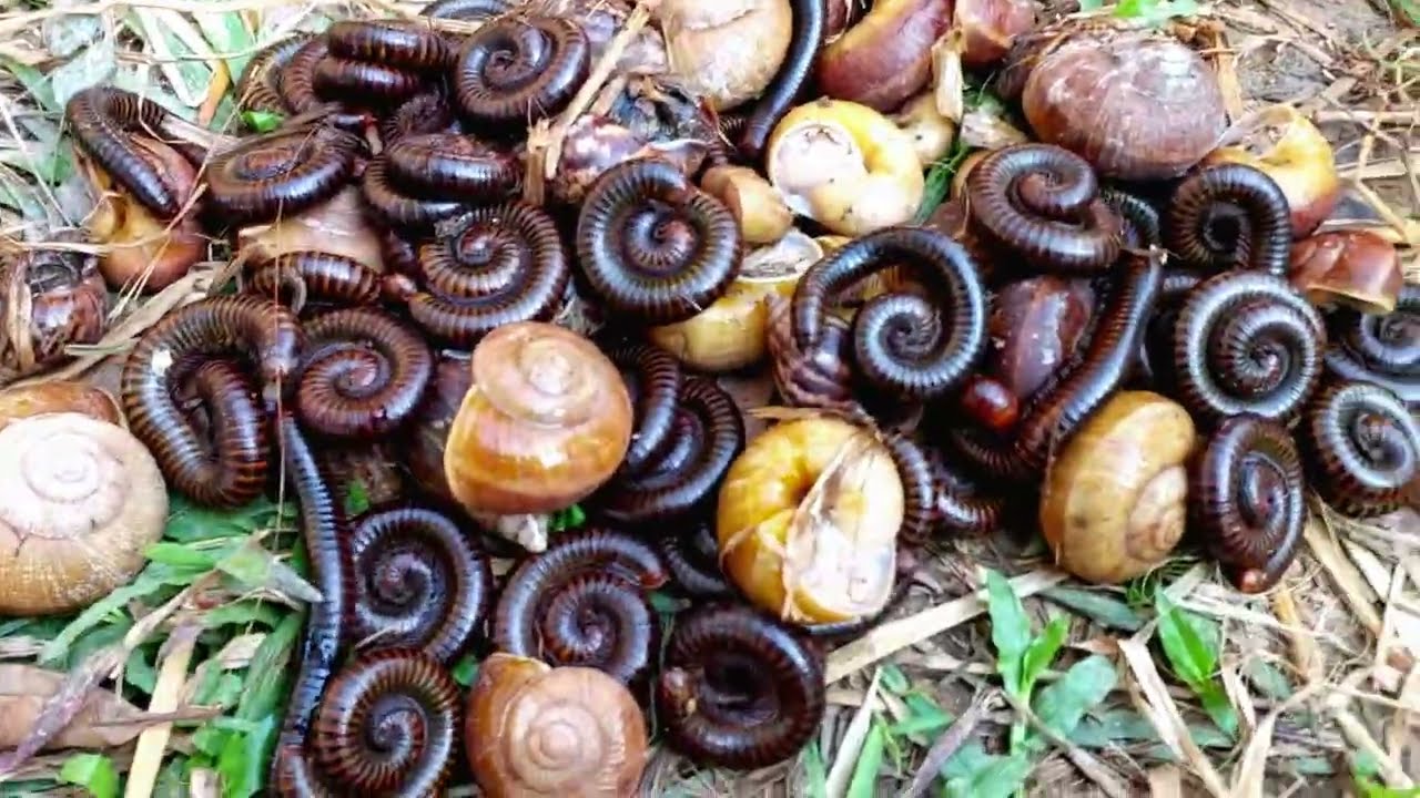 In the morning I open the palm leaves to catch snails and millipedes inscect#millipedes#snails#