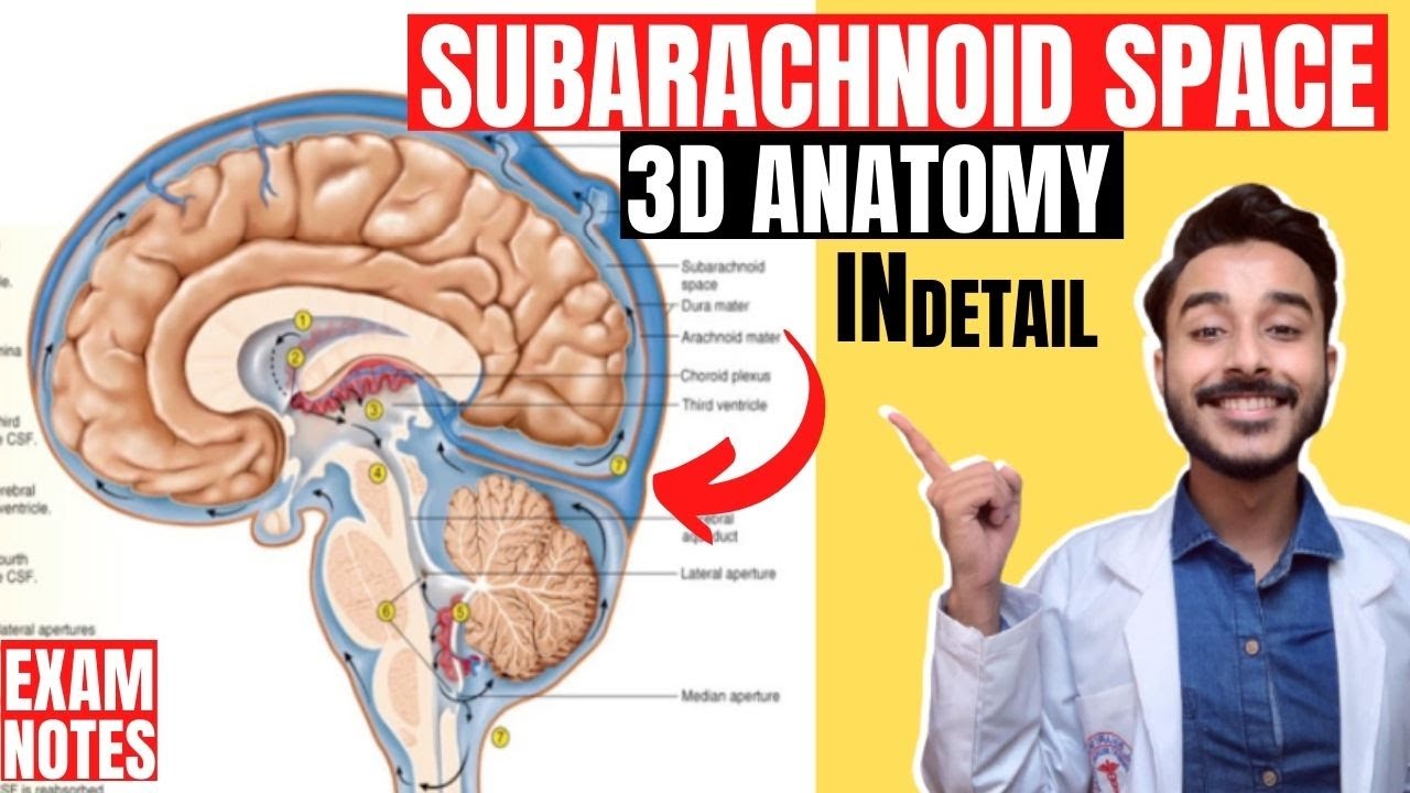 subarachnoid space anatomy 3d | subarachnoid cistern anatomy 3d