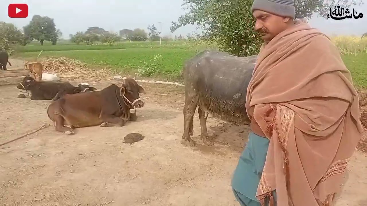 Real Village Life | Green Fields, Wheat, Sugarcane, Animals & Farming View