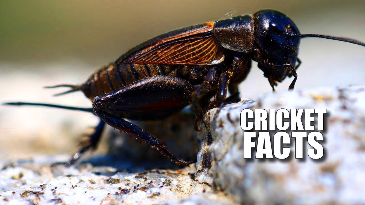 Cricket Facts: FACTS About TRUE CRICKETS 🦗 Animal Fact Files