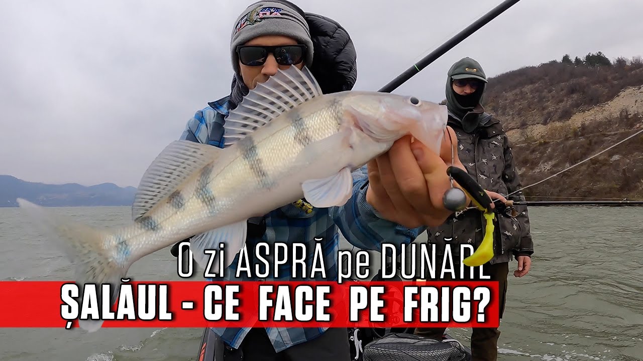 La SALAU pe DUNARE in conditii VITREGE, IARNA - pescuit la spinning.