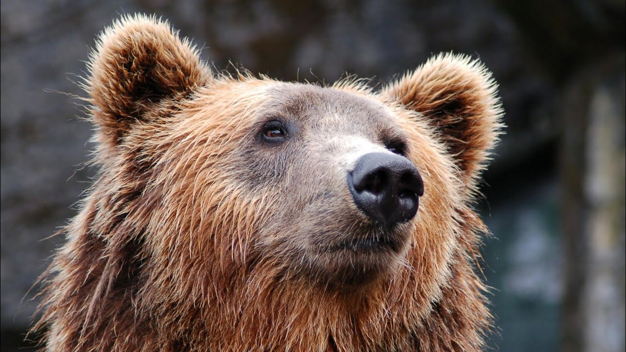 Ranking all Bears from Weakest to Strongest