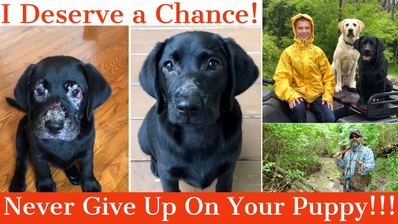 Never Give Up On Your Puppy! | Puppy Strangles (Juvenile Cellulitis)