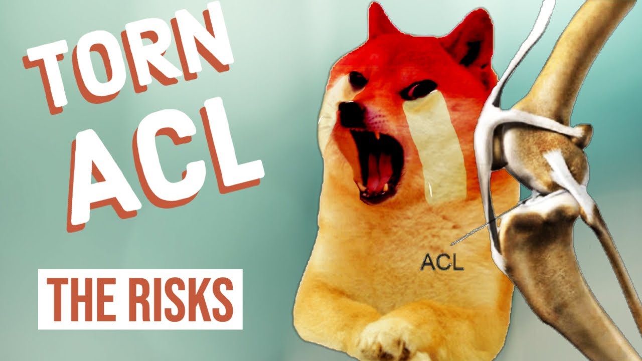 Torn ACL in Dogs | Part One