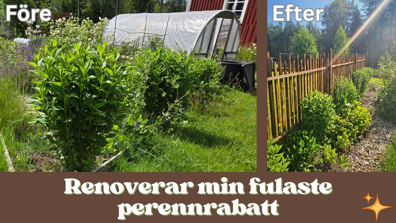 Renoverar min fulaste perennrabatt