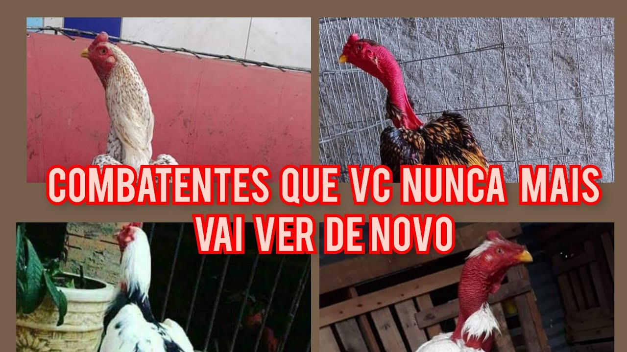 Os galos combatentes que vc nunca mais vai ver, qual vc achou mais raro?